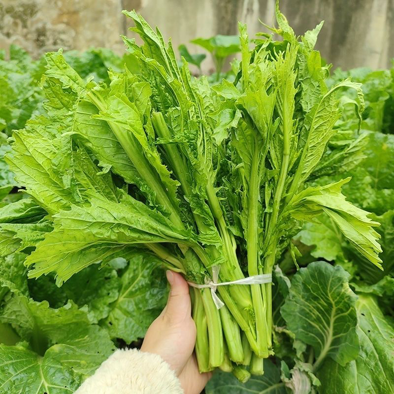贵州青菜苔高山农家自种青菜苔辣菜苔冲鼻子菜当季新鲜蔬菜现摘