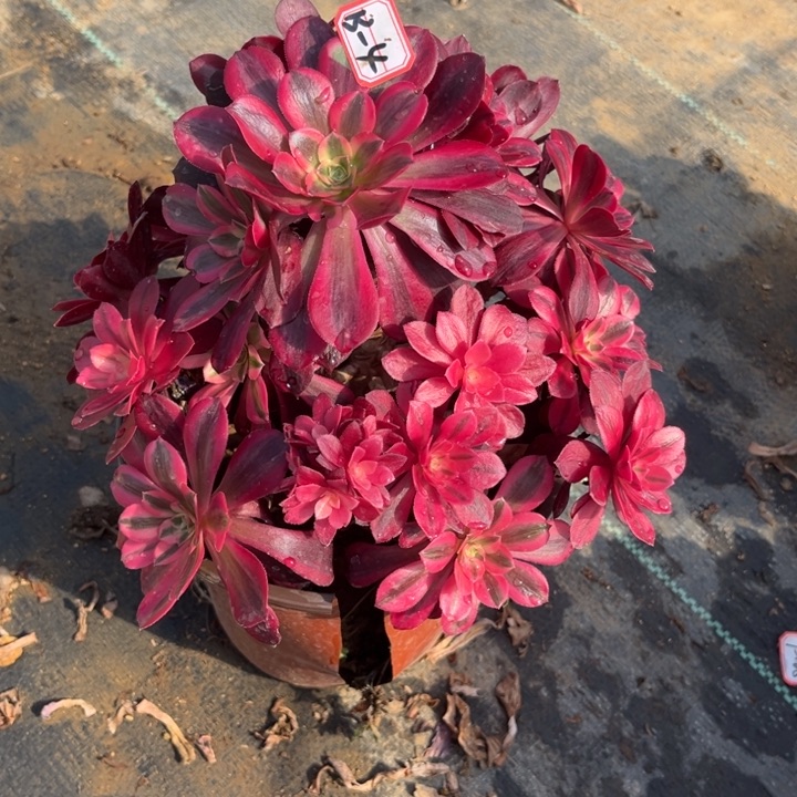 13-4美杜莎清棚处理不售后