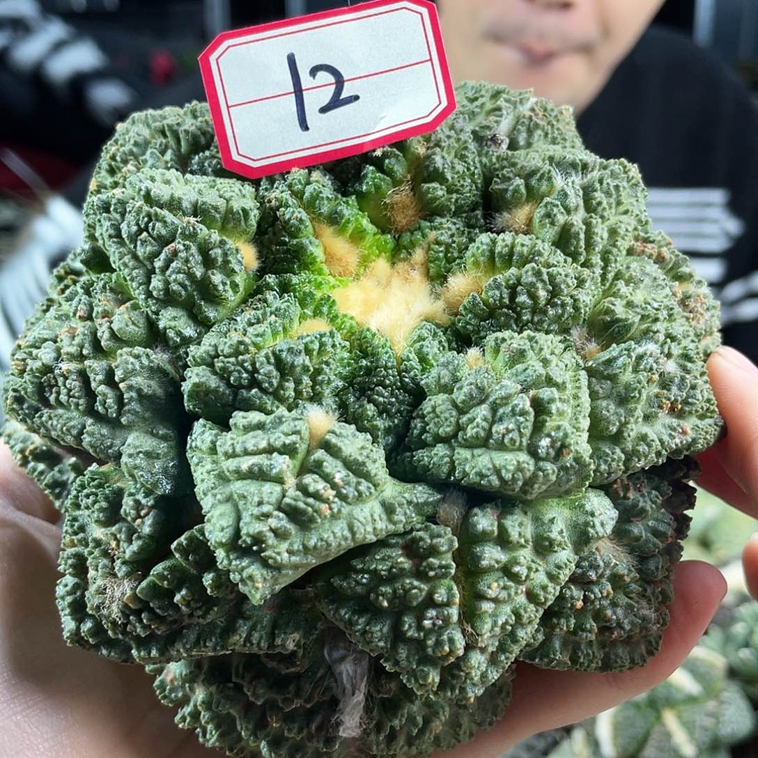 23日12号12cm自根大尤志贺龟甲