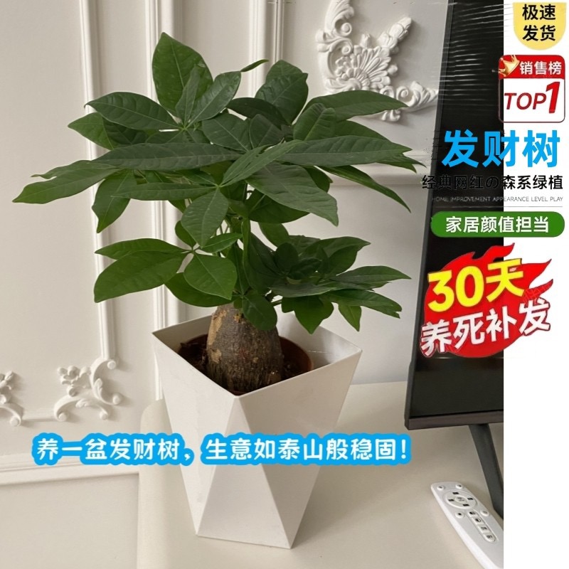 老桩大象腿发财树室内绿植造型盆栽净化空气好养活
