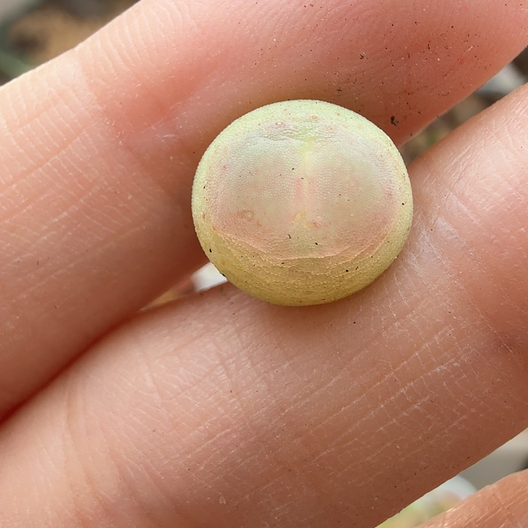 2.7.10/紫皮拉登0.9厘米