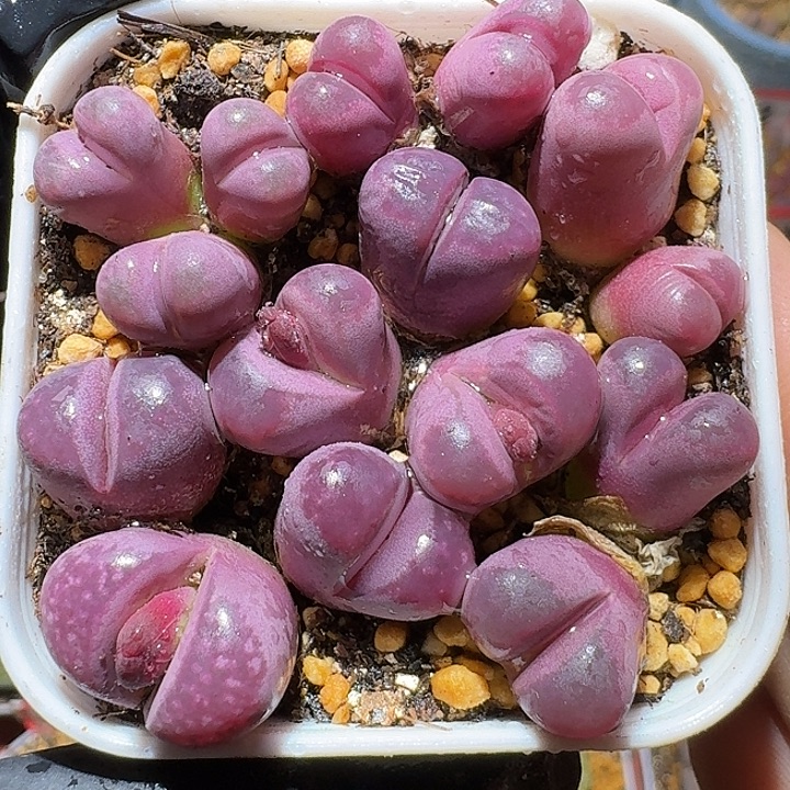 生石花111222。    101