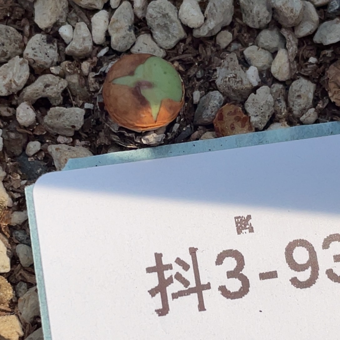 阿***林3-93肉锥多肉植物