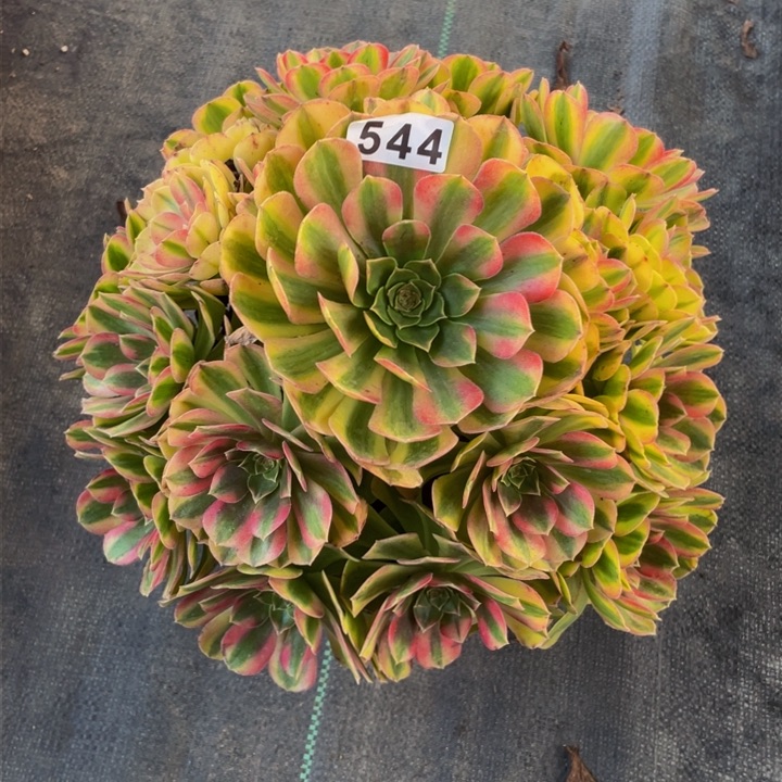 544老庄多肉法师雨荷