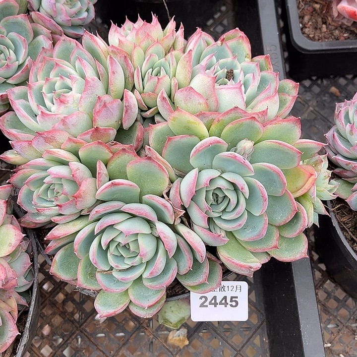 阿雅园艺。       2445