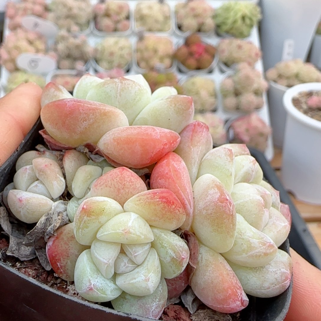 【闪购商品】0122-7