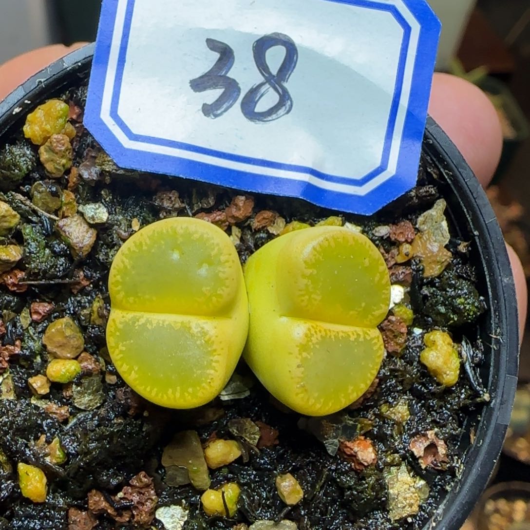 绿宝石带盆土。         