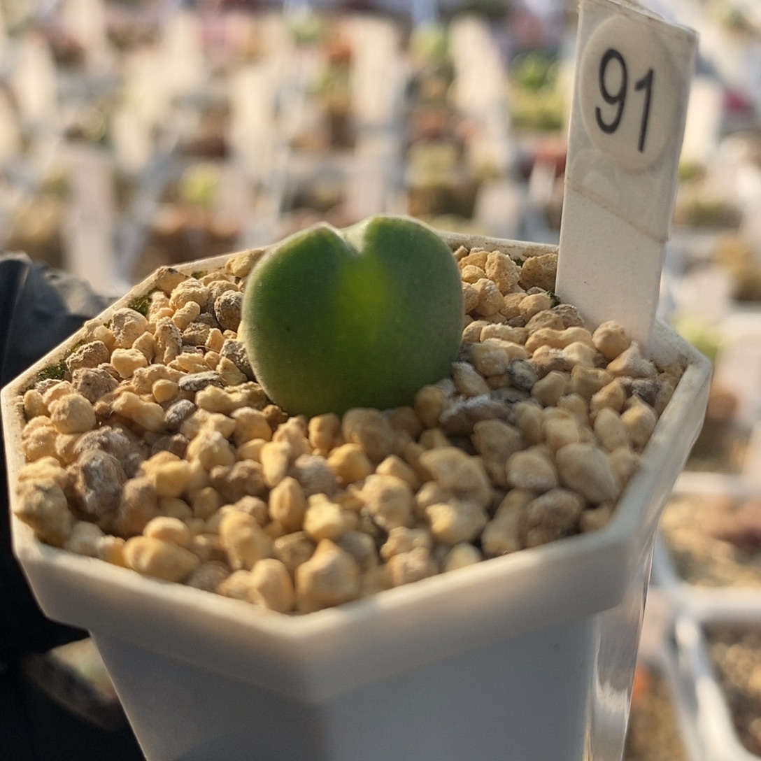 一物一拍短耳空蝉尺寸1.6