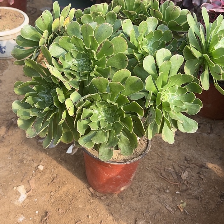 多肉植物的原始绿22