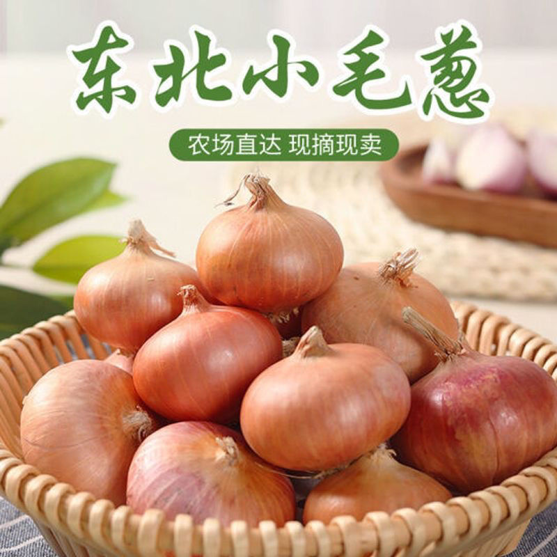 正宗农家香辣紫皮葱头新鲜毛葱头小红葱可种可生吃四季种植炸葱油