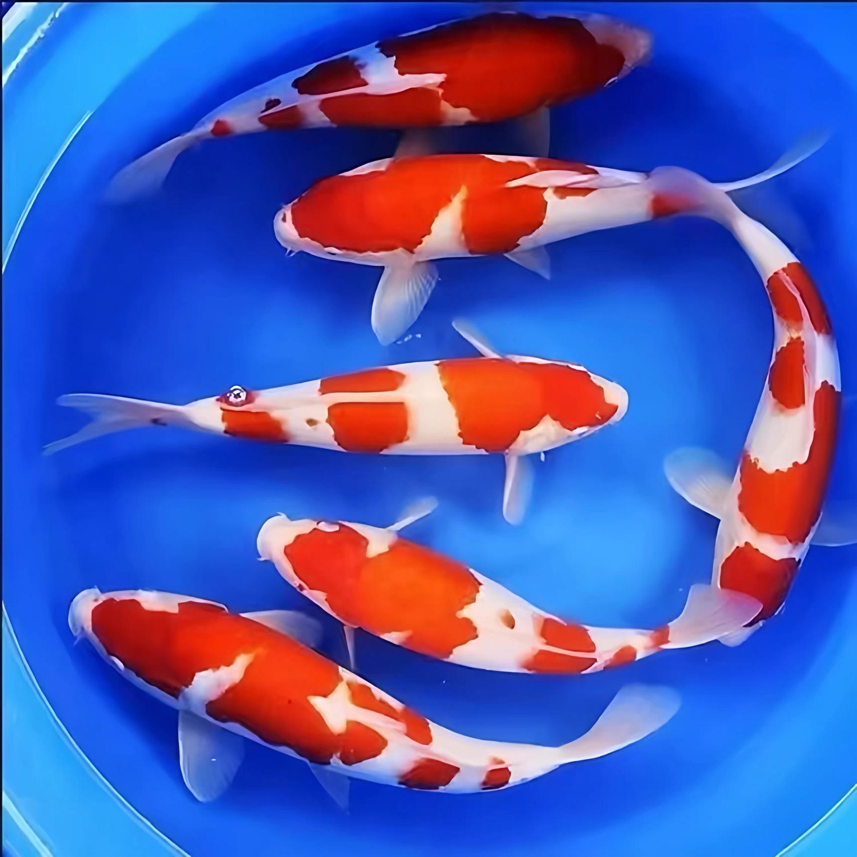 精选锦鲤红白昭和白写观赏鱼一物一拍 改价链接