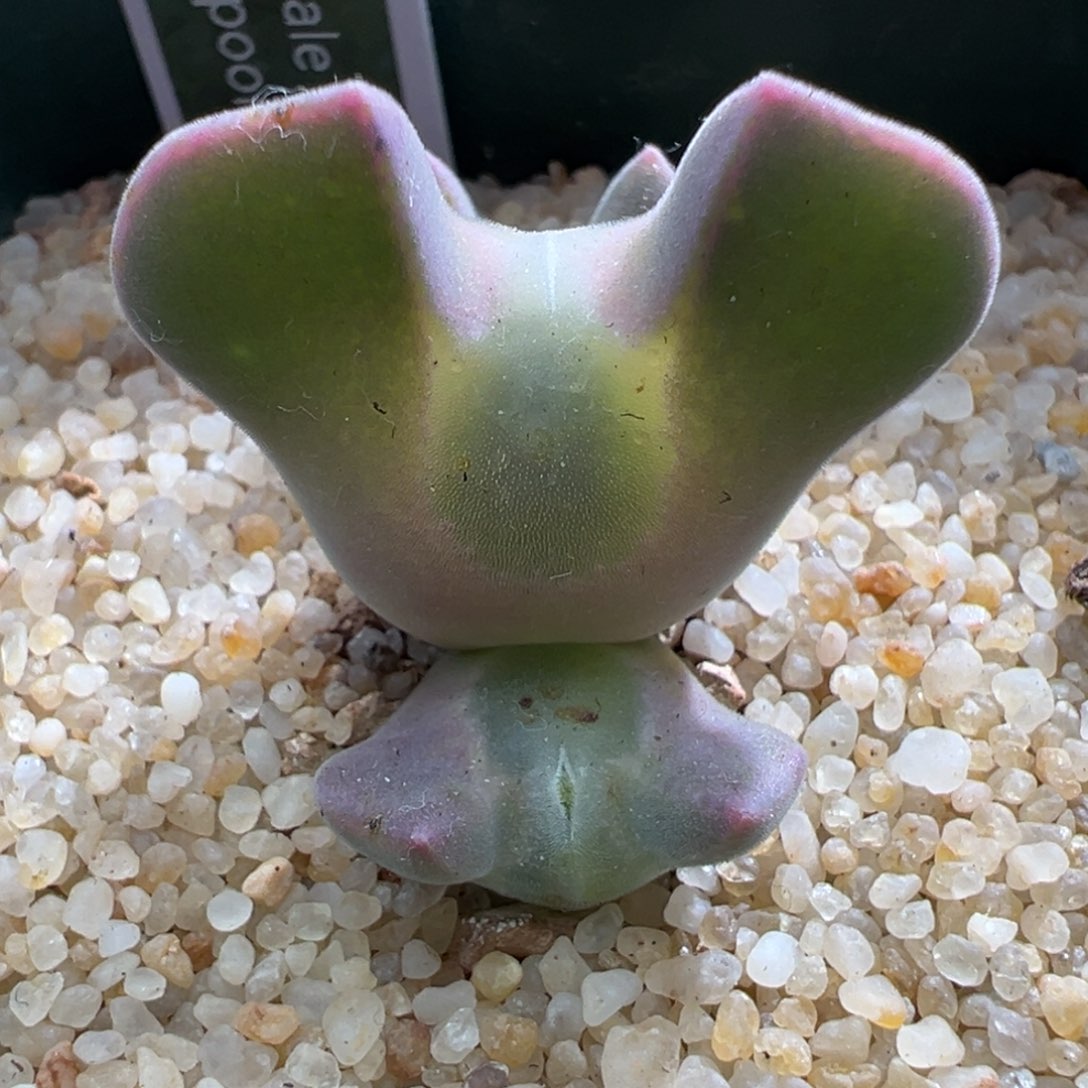 541。青蛙优选大眼空蝉。三头母本