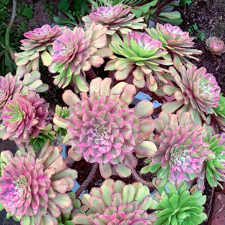 花脸粉黛多肉植物