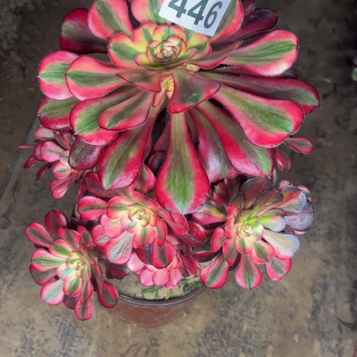 446香奈儿多肉植物