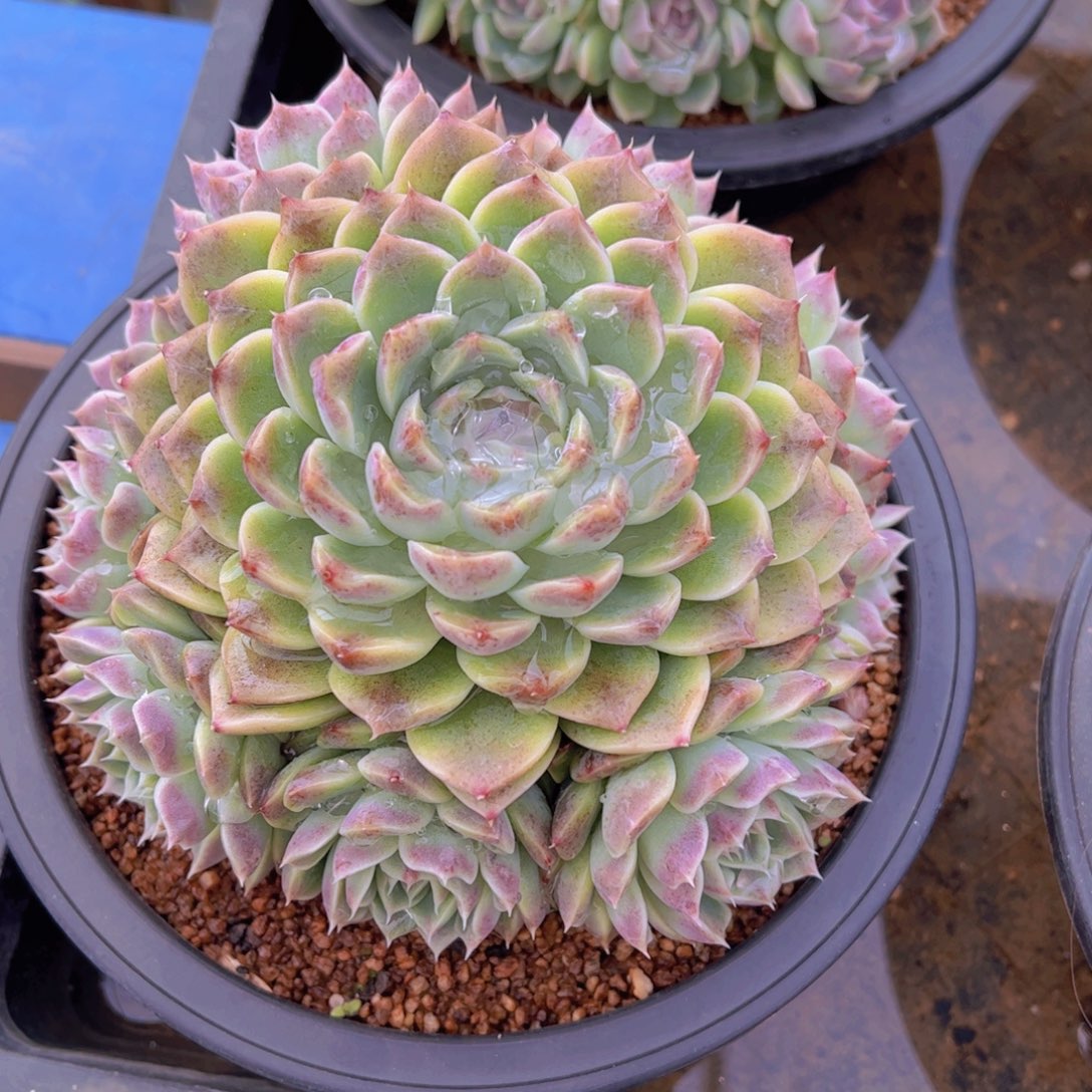 浅**笑弗瑞希，多肉植物