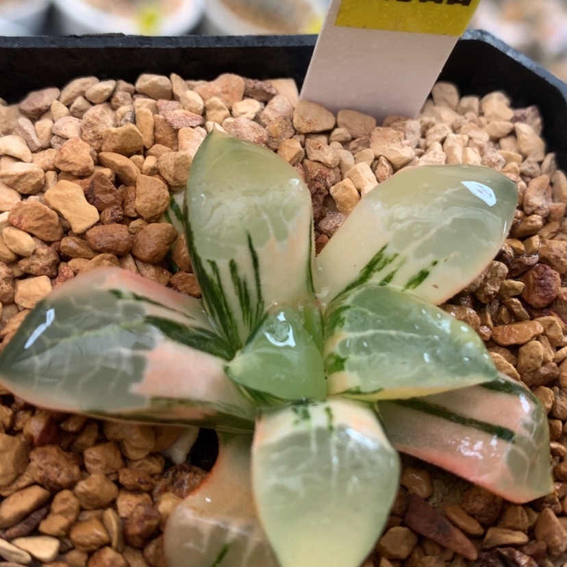 【闪购商品】501火凤凰