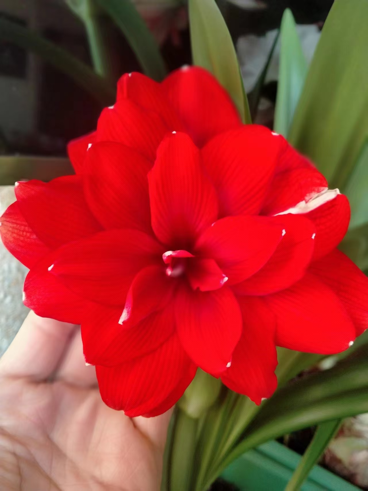 朱顶红-角龙5厘米左右坨坨