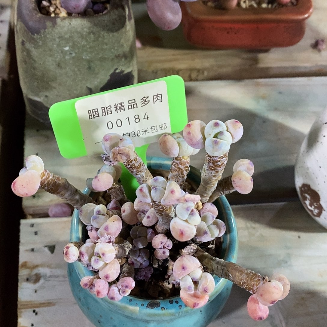 00184？阿坤那么小雨我