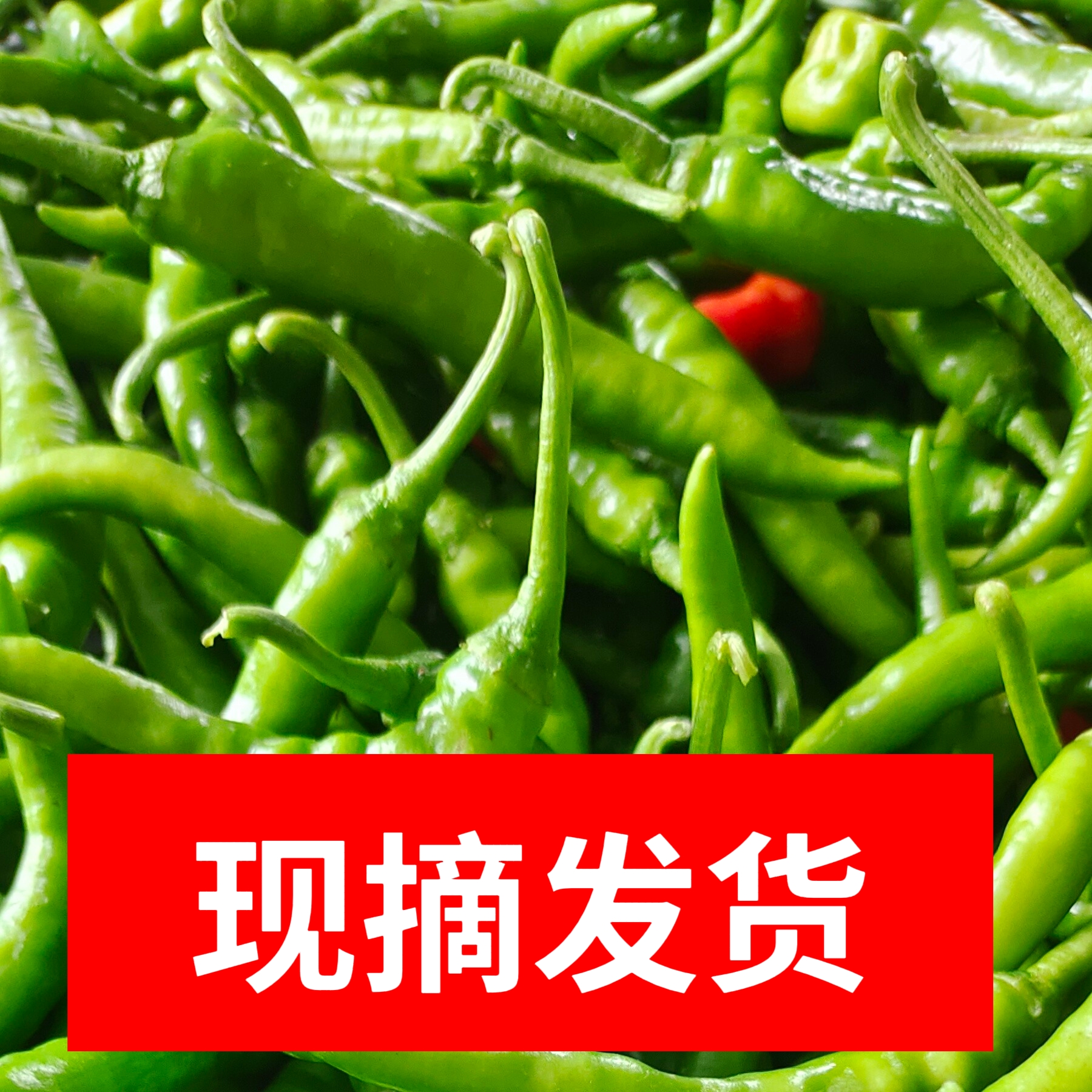 邳州本地露天辣椒新鲜薄皮辣椒现摘现发（及时取件冷藏）