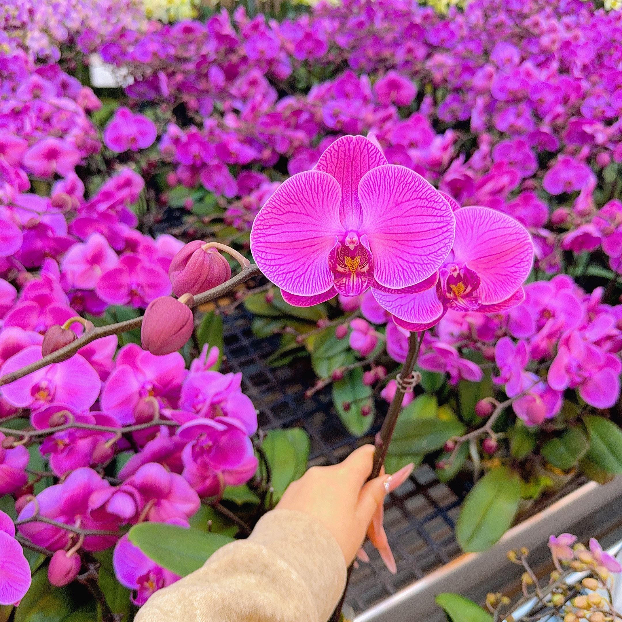 精选蝴蝶兰【紫气东来】紫红色系大花 室内花卉绿植 基地直发