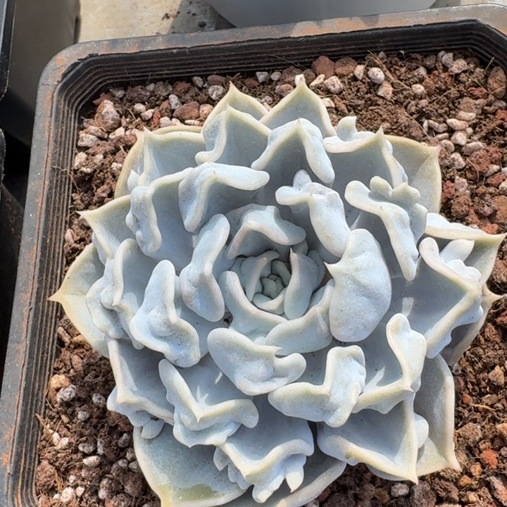 惊悚珍珠 单头 一物一拍