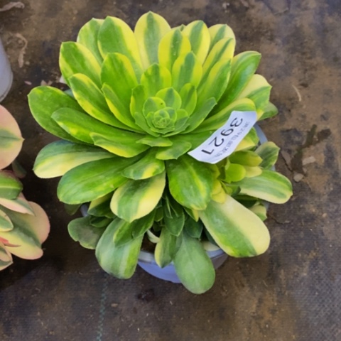 五彩琉璃多肉植物3921