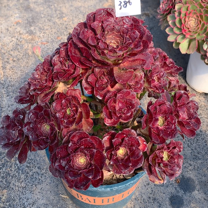 386魅金玫瑰精品法师多肉