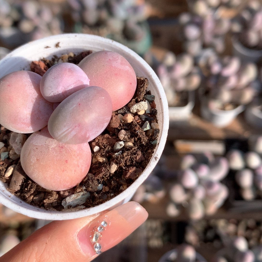 哈哈哈哈哈韩国水光针