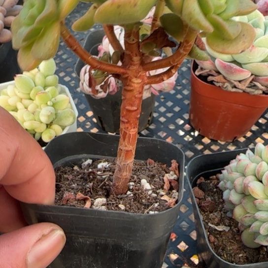 10 一物一拍多肉