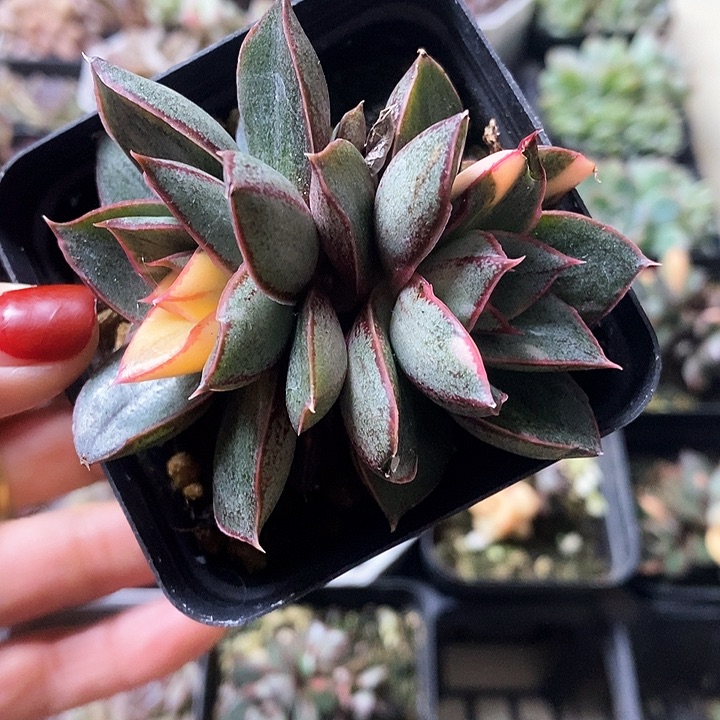 多肉植物麒麟景颇