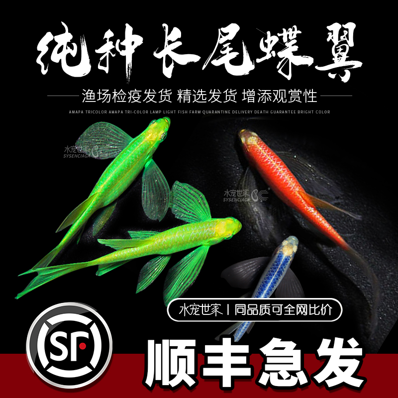 【直播优惠】蝶翼斑马观赏鱼小型热带鱼活体