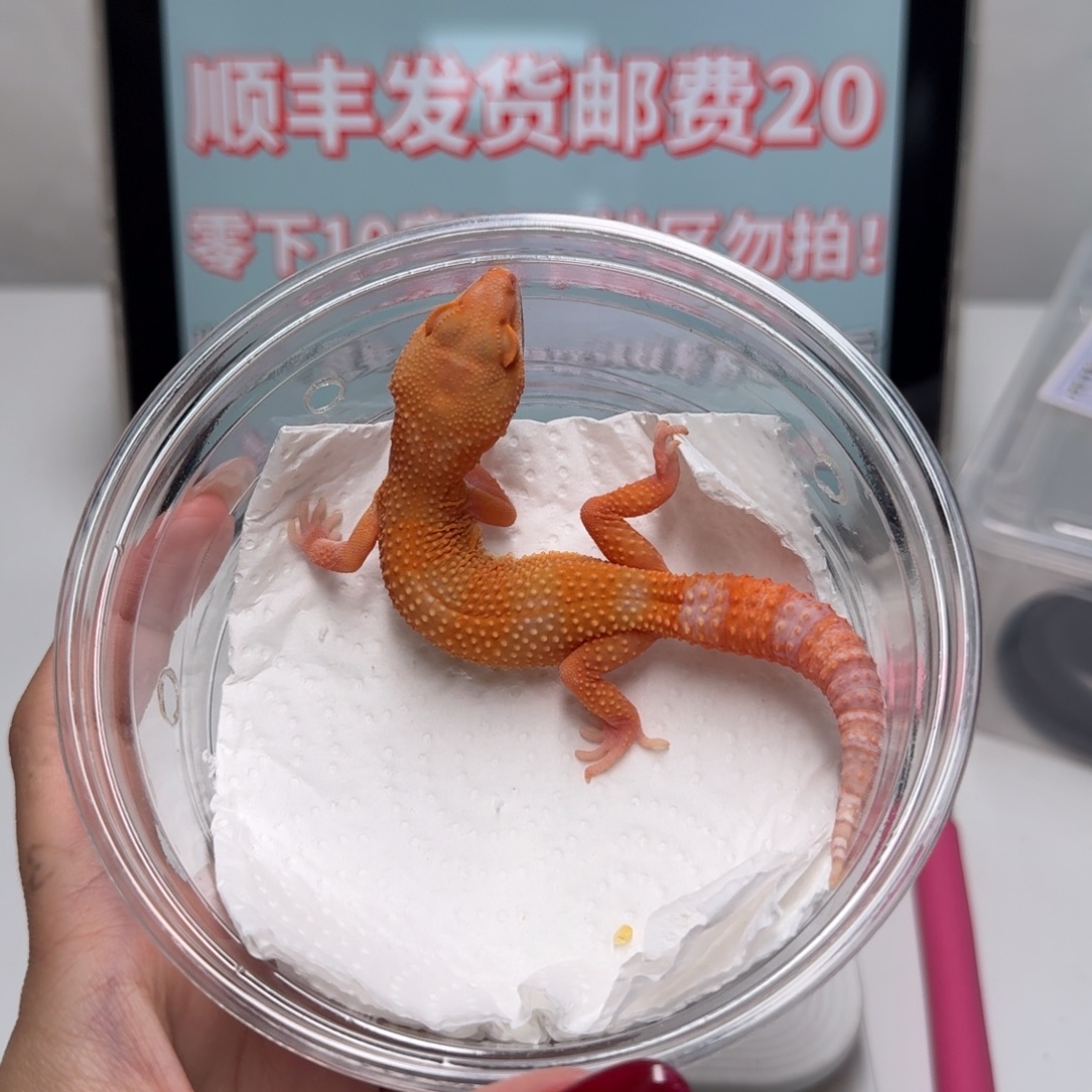 豹纹守宫贝尔蜜桔妹妹