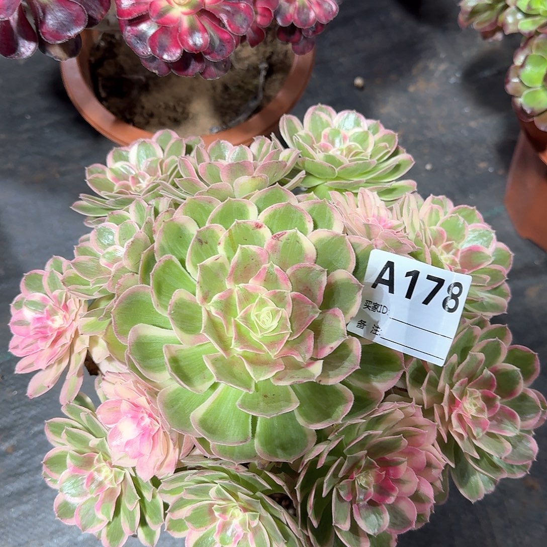 孔雀翎多肉法师aaa178