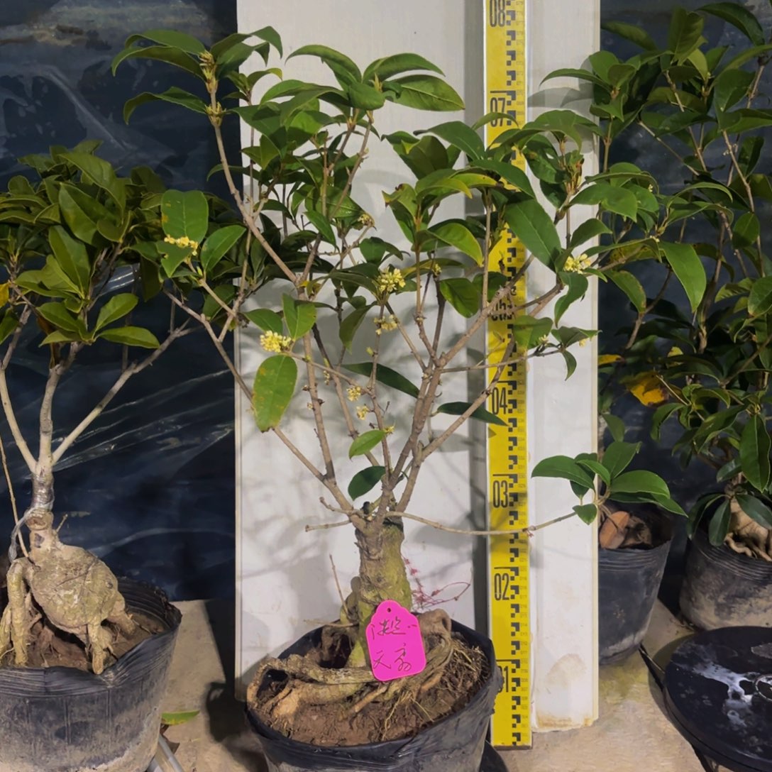 淡***咪完全开放天香11111111