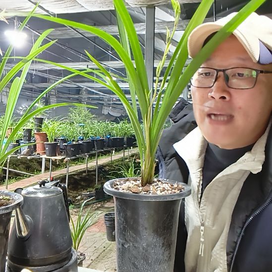 郭***显完全开放寒兰初恋兰花