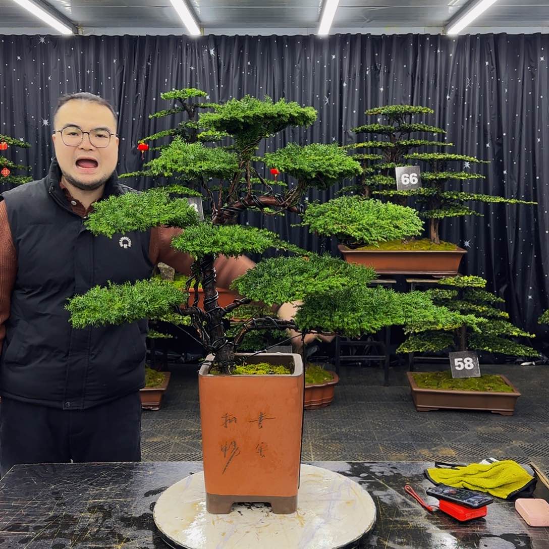 龙爪松高端造型盆景