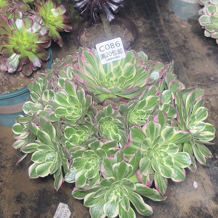 勿***我086桃美人多肉法师多肉