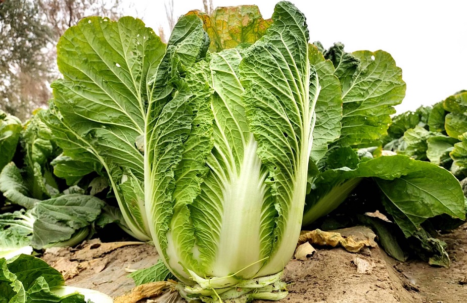 贵州高山麻叶白菜露天生长新鲜绿色蔬菜