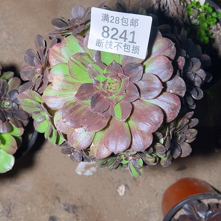 8241花月夜多肉植物