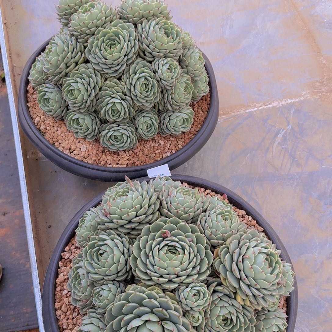 风***2814本吧多肉植物2颗