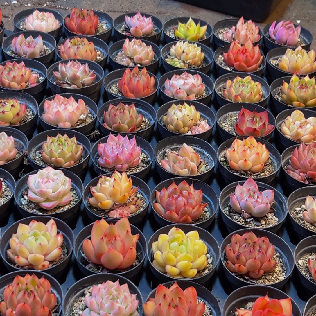 754多肉葡萄的味道是真的