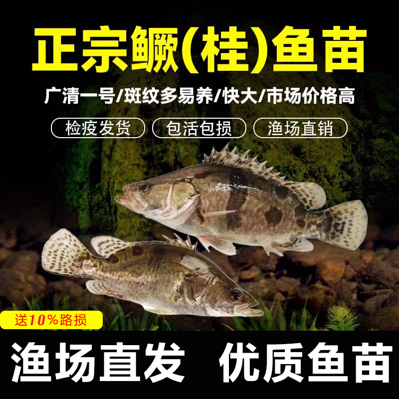 正宗活鳜鱼淡水养殖桂花鱼鲑鱼桂鱼鳜鱼翘嘴鳜水库鱼塘可养白鳜鱼