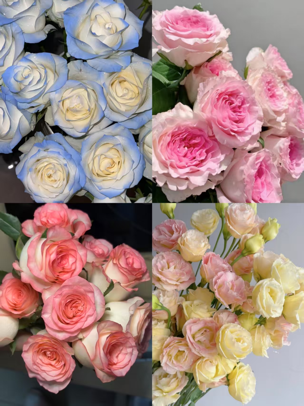 【鲜花】碎冰蓝+洛神 云南直发家用客厅餐桌插花水养云南直发鲜花