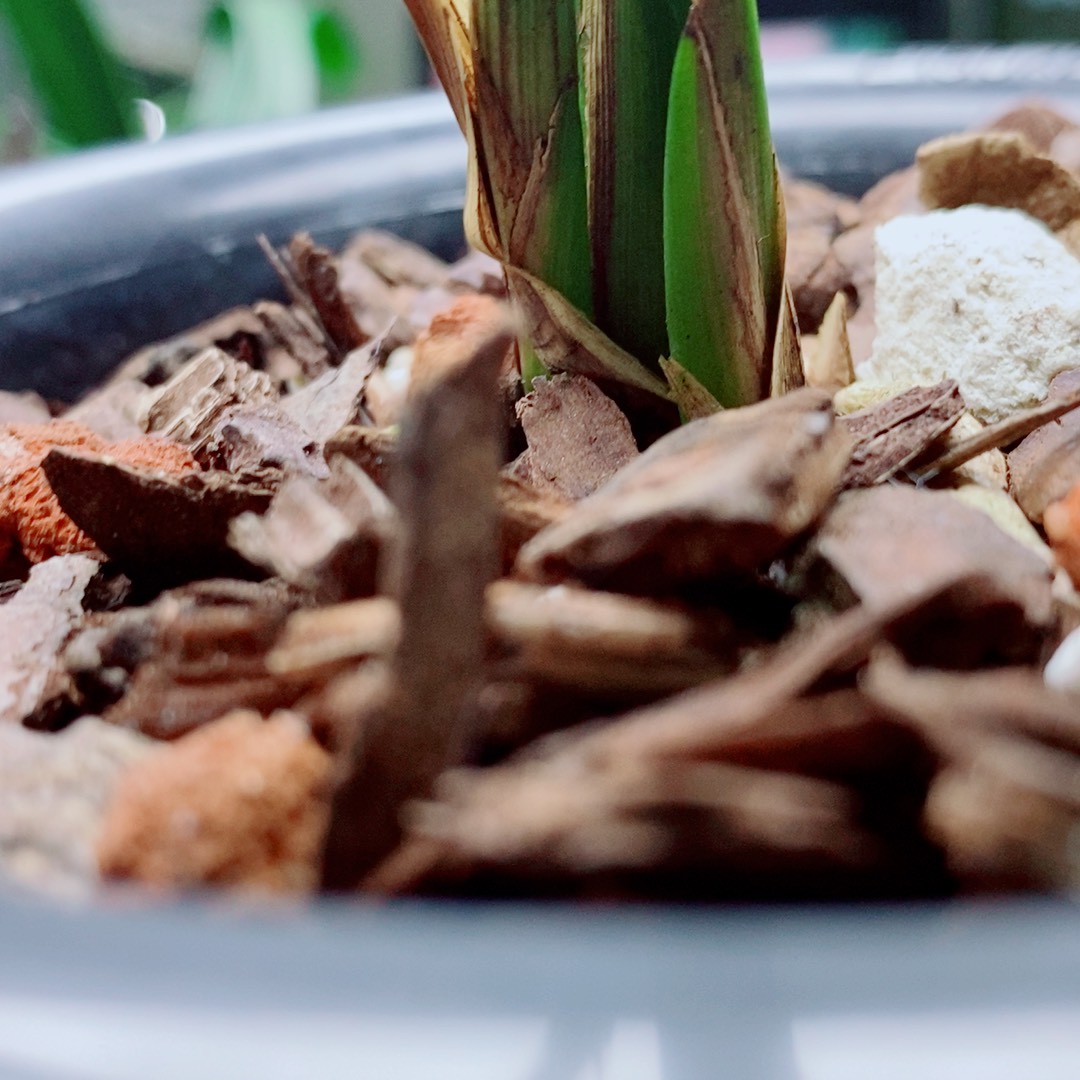 当前无花栽培后可以开花