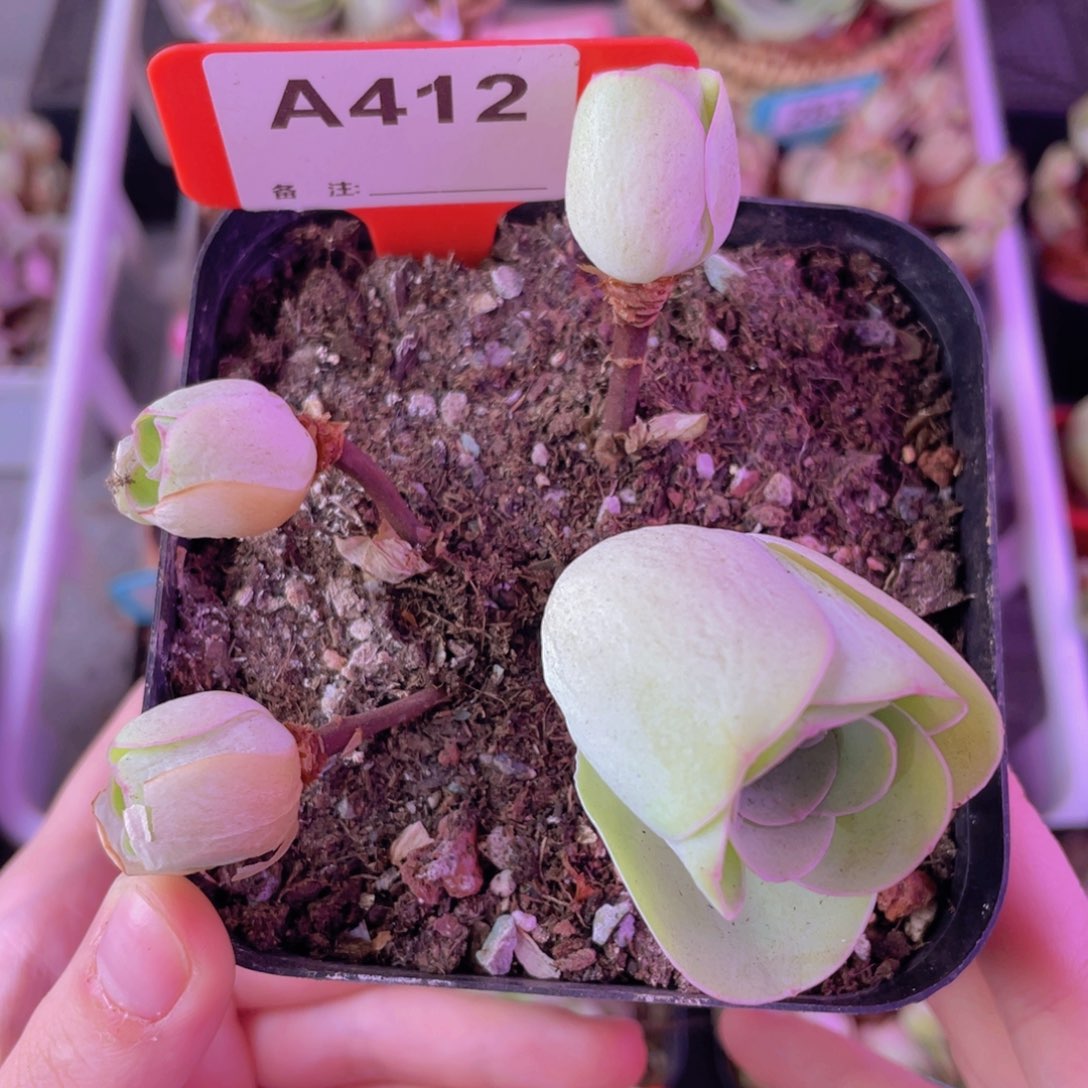 单品一物一拍412号