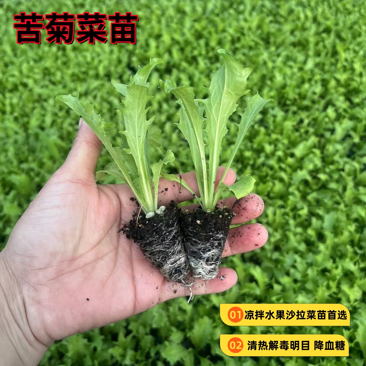 苦菊菜苗秧苗沙拉菜黄心苦菊细叶生菜苗油麦菜莴苣芹菜盆栽蔬菜苗