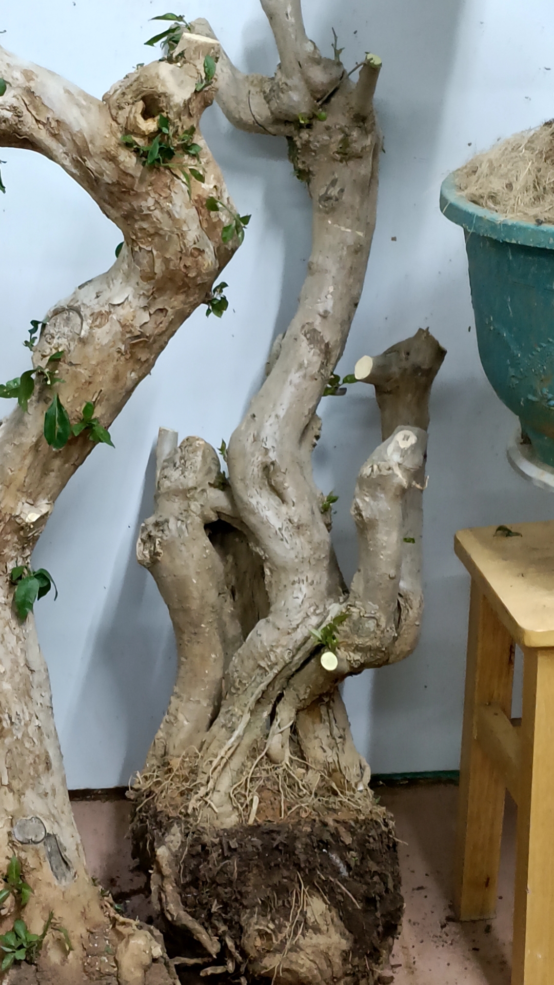 小叶紫怪桩(一物一拍)