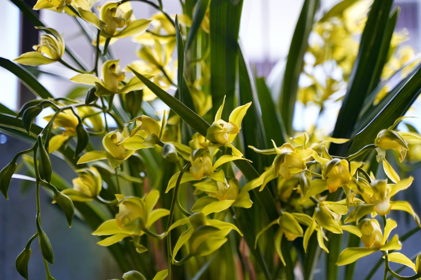 云南原生态碧玉素  一苗