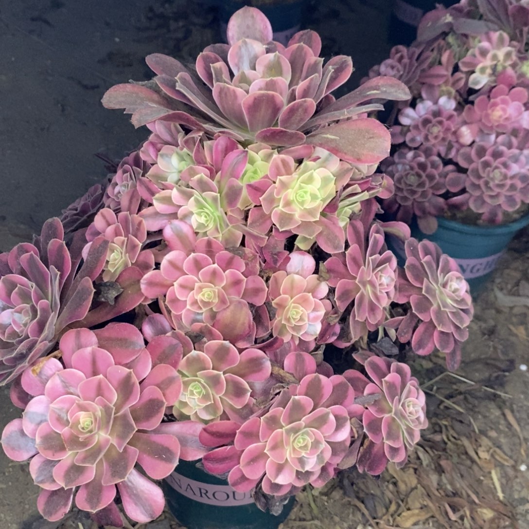 美杜莎多肉植物014