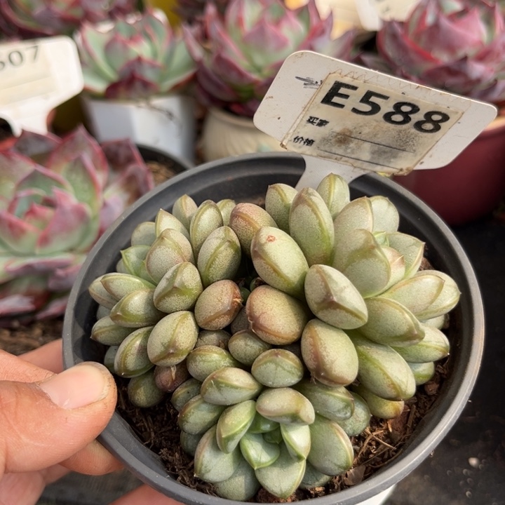 葡萄多肉植物等植物的